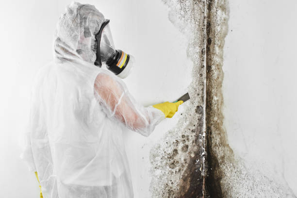 Biohazard Mold Removal in Lake Mary, FL