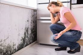 Reliable Lake Mary, FL Mold Remediation Solutions